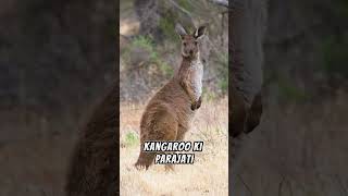 16100 days challenge 🎯 161100k subs  3 facts about kangaroo 🦘 kangarooaustralia youtubeshorts [upl. by Dosi]