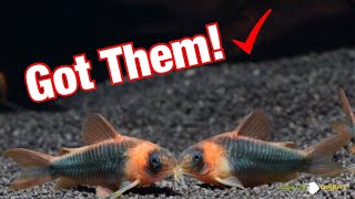 New Super Rare Corydoras Eques [upl. by Aretse]