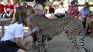 Cheetah Is Worlds Fastest Living Animal Live From The San Diego Wild Animal Park [upl. by Sawyor]