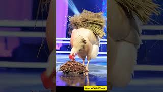 Giant old hen laying eggs on stage！巨大老母雞居然在台上下蛋！ステージで卵を産む巨大な老鶏 agt funny ai americangottalent [upl. by Enala]