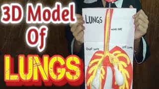 3D model of lungsworking model of lungslungs 3d modeleverything for you [upl. by Nennahs]