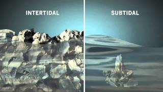 Intertidal vs Subtidal Oysters Why are Always Submerged Oysters Better to Harvest On the Reef [upl. by Spense]