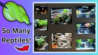 2023 REPTILE ROOM TOUR [upl. by Barty]