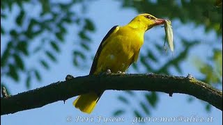 Rigogolo  Golden oriole Oriolus oriolus [upl. by Butch]