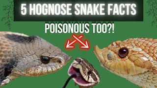 5 Awesome FACTS about Hognose Snakes [upl. by Seldon]