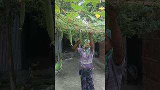 The farmer is cutting Luffa aegyptiaca from the luffa aegyptiaca tree [upl. by Ennaharas]