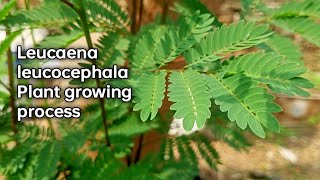 Leucaena leucocephala Plant growing process [upl. by Zelma906]