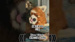 《護花使者》三弦｜Tiktok 桂梓三弦＆中院 [upl. by Price999]