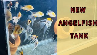 Angelfish Tank Setup  Angelfish And Discus Aquarium  New Aquarium Setup  Aquatic Zone [upl. by Aseuqram]