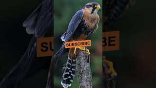 Peregrine Falcone  world Fastest flying 🕊️ Bird😱 amazingfacts worldsfastestanimal factsinhindi [upl. by Pilif329]