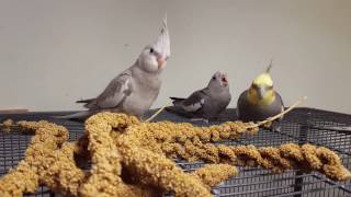 Baby cockatiel begging for food millet Dad shows him how to eat by himself 😊 [upl. by Warram530]