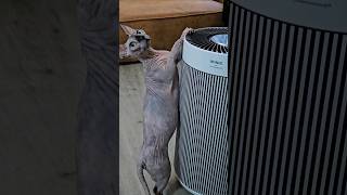 The Winix T810 air purifier designed to improve your home environment for both you and your pets [upl. by Yendirb]