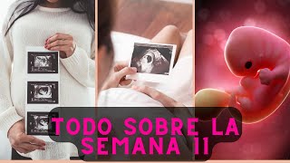 SEMANA 11 DE EMBARAZO ¡Descubre los Cambios Sorprendentes en tu Bebé [upl. by Gebler558]