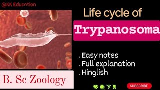 Life cycle of Trypanosoma l BSc Zoology l Full details l Explanation l kkeducationn [upl. by Otrebide]