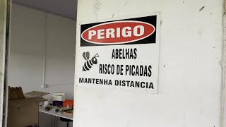 Produção de Abelhas Rainhas Veja Como Faço no Meu Laboratório [upl. by Tsirhc]