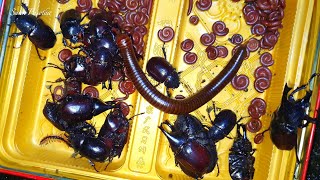 Part 2  I Found One Hug Giant Millipede Tiny Millipedes and Lots of Bug Beetles on the Roof Floor [upl. by Patrizius]