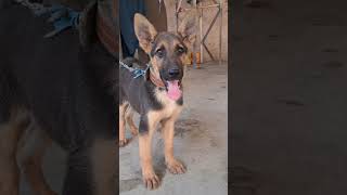 Ursi breed puppy in Afghanistan germanshepherd [upl. by Tindall]