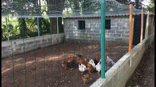 Como Hacer un Gallinero Para Gallinas Ponedoras de 15x6 Metros en 30 Días [upl. by Aicenek]