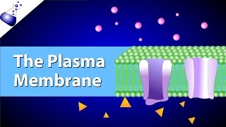 The Plasma Membrane and the Fluid Mosaic Model [upl. by Portland]