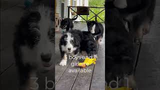 Playful Bernedoodles Puppies Cuteness Overload [upl. by Publia]