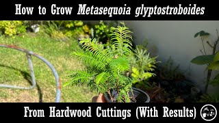 How to grow Metasequoia from Hardwood Cuttings with Results [upl. by Adnirol]