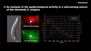 An analysis of the spatiotemporal activity in a saltsensing neuron of the nematode C elegans [upl. by Ettari939]