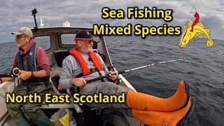 Sea Fishing Mixed Species  Catch amp Release  Aberdeenshire  Boat Fishing [upl. by Lavud]