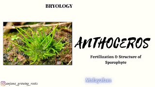 Sporophyte Of Anthoceros  Malayalm  Fertilization Of Anthoceros  Foot Capsule [upl. by Garret359]