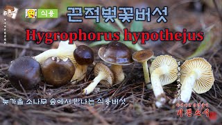 늦가을 소나무숲에 식용버섯 끈적벚꽃버섯Hygrophorus hypothejus [upl. by Eloken]