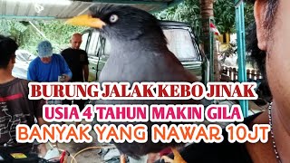 JALAK KEBO TUA PALING JINAK [upl. by Jen592]