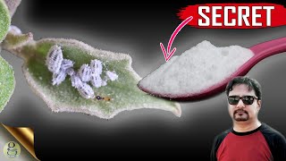 SECRET BAKING SODA HACK  The Most Powerful Organic Pesticide Mixture [upl. by Algie72]