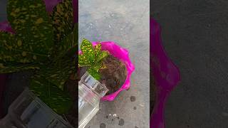 How to propagation croton in water from soil subscribe plants shortsfeed short [upl. by Gabriell]