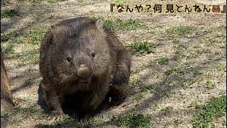 【Wombat】カイカイ＆あくび🥱を連発するフクちゃん🐻コウくん🐨庭にて 五月山動物園 BGMは自作です♫ [upl. by Riek]