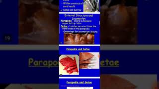 Bsc part I Zoology Topic phylum Annelida part 1 [upl. by Dalury290]