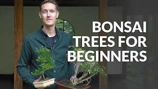 Bonsai trees for Beginners [upl. by Sweeney854]