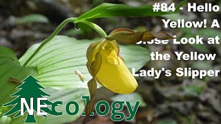 NEcology 84  Hello Yellow A Close Look at the Yellow Ladys Slipper [upl. by Nitsrik]