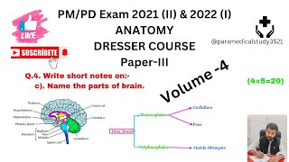 Part of BrainIV Hindbrain  Cerebellum Pons amp Medulla oblongata anatomy gnm paramedical [upl. by Camfort810]