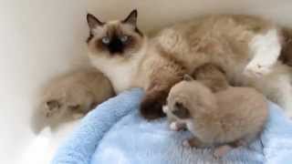 Seal Mink Ragdoll Kittens [upl. by Anastos]