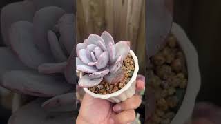 Echeveria Laui white echeveria echeverias succulentobsession succulent succulentplant plants [upl. by Yevi]