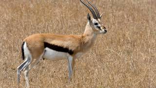 Thomsons gazelle Facts Interesting Facts about Thomsons gazelle Facts about Thomsons gazelle [upl. by Sachs]