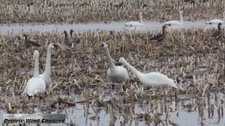 Chokio Minnesota Migrating Tundra Swan Conversation [upl. by Enyamrahc]