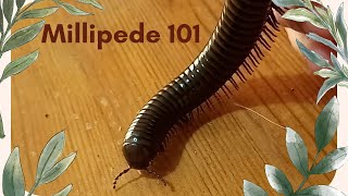 Millipede 101 What You Need to Know [upl. by Mattson]