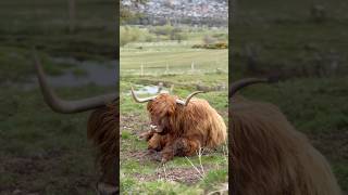 Las vacas más adorables que he visto🥹🐄 HighlandCow Scotland [upl. by Mosra975]