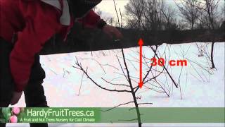 How to prune a fruit tree in Canada [upl. by Obed]