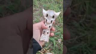 new forest exploration pt4 we found bones [upl. by Cozmo]