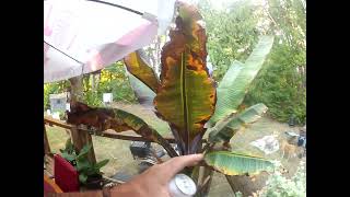 Red Banana plant Ensete ventricosum ‘Maurelii’ grows big fast [upl. by Hawkie]