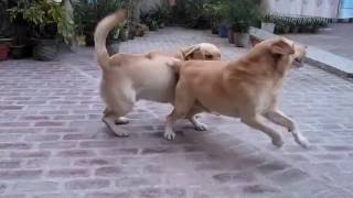 Dog barking Labrador [upl. by Eessac]