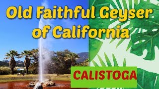 ★OLD FAITHFUL GEYSER of CaliforniaHOT SPRINGS CALISTOGA 2019★ [upl. by Thayne325]