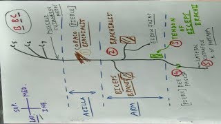 Musculocutaneous Nerve  Upper Limb Anatomy  TCML [upl. by Eisdnyl]