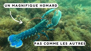 Je pêche un homard bleu turquoise  Chasse sous marine Bretagne sud [upl. by Fillian]